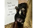 Mutt Puppy for sale in Durham, NC, USA