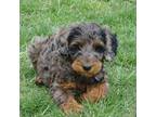 Mutt Puppy for sale in Newport, PA, USA