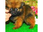 Pomeranian Puppy for sale in Hammond, IN, USA