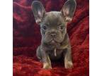 French Bulldog Puppy for sale in Eastvale, CA, USA