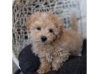 Maltipoo Puppy for sale in Mentone, IN, USA