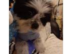 Shih Tzu Puppy for sale in Omaha, NE, USA
