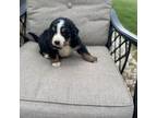 Bernese Mountain Dog Puppy for sale in Decatur, MI, USA