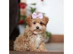 Shih-Poo Puppy for sale in Fresno, OH, USA