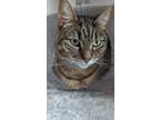 Adopt Vin a Brown Tabby Domestic Shorthair / Mixed (short coat) cat in