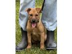 Adopt Petra a Mixed Breed (Medium) dog in Barnesville, GA (38835502)