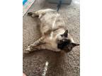 Adopt Tonya a Siamese / Mixed (short coat) cat in Richland Hills, TX (38762716)