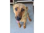 Adopt Bonsomi a Jindo / Whippet / Mixed dog in San Diego, CA (38782098)