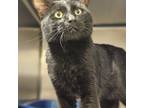 Adopt Willie a All Black Domestic Shorthair cat in Burlington, IA (38602858)