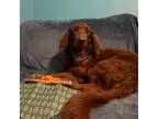 Adopt Red a Red/Golden/Orange/Chestnut Goldendoodle dog in King City