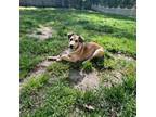 Adopt Diesel a Mixed Breed (Medium) dog in Bellmawr, NJ (38769914)