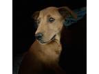Adopt Gretta a Shar Pei / Mixed Breed (Medium) dog in Bellmawr, NJ (38769868)