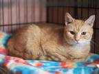Adopt NeNe Leakes a Domestic Shorthair / Mixed (short coat) cat in Cincinnati
