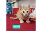 Adopt Arthur a Domestic Shorthair / Mixed (short coat) cat in Richmond