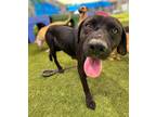 Adopt Herekoretanga a Labrador Retriever / Labrador Retriever / Mixed dog in San