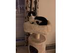 Adopt Spencer a Black & White or Tuxedo Domestic Shorthair / Mixed (short coat)