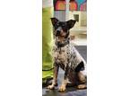 Adopt Reaver a Black - with Brown, Red, Golden, Orange or Chestnut Blue Heeler /