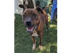 Adopt Kinawaya a Labrador Retriever / American Staffordshire Terrier / Mixed dog