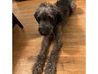 Adopt Tipton a Black Labrador Retriever / Poodle (Standard) / Mixed dog in