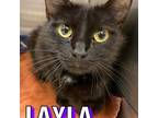 Adopt Layla a All Black Domestic Shorthair cat in Burlington, IA (38602881)