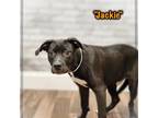 Adopt Jackie a Black Terrier (Unknown Type, Small) / Mixed dog in Montgomery