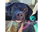 Adopt Sonja a Black Mixed Breed (Medium) / Mixed dog in Moab, UT (38726204)