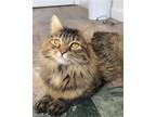 Adopt Valerie Purrtinelli a Brown Tabby Domestic Shorthair / Mixed (long coat)