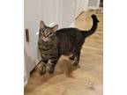 Adopt Sonnie a Brown Tabby Domestic Shorthair / Mixed (short coat) cat in