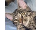 Adopt Lucy a Domestic Shorthair / Mixed (short coat) cat in New York