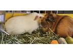 Adopt Prue, Piper & Phoebe a Guinea Pig small animal in Scotts Valley