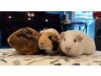 Adopt Prue, Piper & Phoebe a Guinea Pig small animal in Scotts Valley