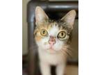 Adopt Caramel a Brown or Chocolate Domestic Shorthair / Domestic Shorthair /