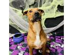 Adopt Junior a Black Mouth Cur / American Pit Bull Terrier / Mixed dog in Rifle