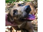 Adopt Trouble a Brown/Chocolate Shar Pei / Mixed Breed (Medium) / Mixed dog in