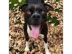 Adopt Tyson a Black Boxer / Pit Bull Terrier / Mixed dog in Ardmore