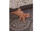 Adopt Dickey a Orange or Red Domestic Shorthair / Mixed (short coat) cat in