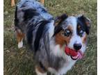 Adopt Shiloh a Merle Australian Shepherd / Mixed dog in Boerne, TX (38842576)