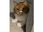 Adopt Koda a Orange or Red Tabby Tabby / Mixed (medium coat) cat in Rockville