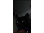 Adopt Bella a Black (Mostly) Domestic Shorthair / Mixed cat in Elkton