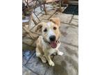 Adopt Daisy a White - with Tan, Yellow or Fawn Border Collie / Golden Retriever