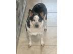 Adopt Skitz a Black - with White Australian Shepherd / Australian Cattle Dog /