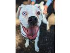 Adopt Sasquatch a Boxer / Mixed dog in Denver, CO (38820918)