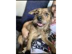 Adopt Blue a Brown/Chocolate - with Black Border Terrier / Mixed dog in