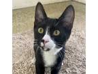 Adopt Pierre a All Black Domestic Shorthair / Mixed cat in Santa Barbara
