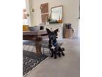 Adopt Knox a Brindle Dachshund dog in Wolcott, CT (38548938)