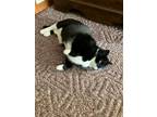 Adopt Nina a Domestic Shorthair / Mixed (short coat) cat in Saint Albans