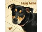 Adopt Lady Gaga a Black - with Tan, Yellow or Fawn Rottweiler / Chow Chow dog in