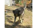 Adopt Snickers MM a Black German Shepherd Dog / Mixed dog in Wyethville