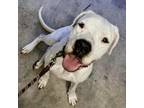 Adopt Sweetheart KS a White - with Tan, Yellow or Fawn Boxer / Mixed dog in