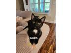 Adopt Gooch a Black & White or Tuxedo Domestic Mediumhair (long coat) cat in
